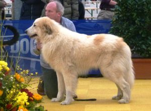 pyreneese berghond