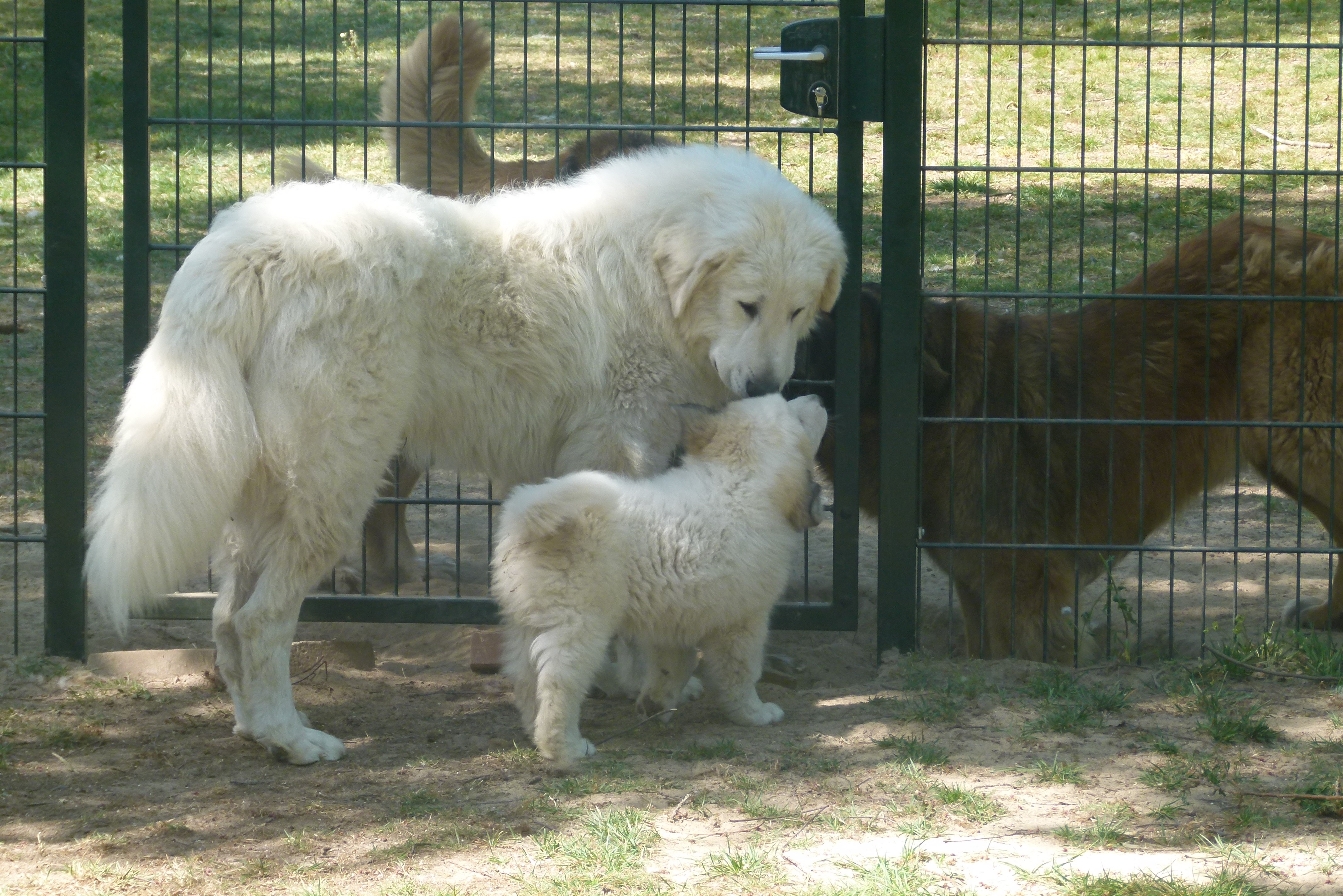 Pyreneese berghond