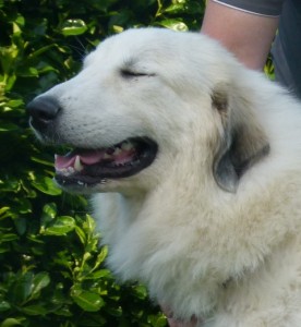 Pyreneese berghond
