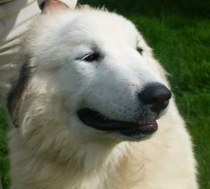 pyreneese berghond