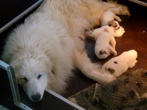 pyreneese berghond pups