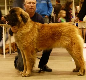 zamba-14-maanden-doggenshow-2015-1