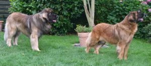 Leonberger