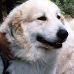 Pyreneese Berghond: Symfonie van Merode Anitra