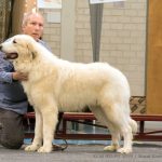 pyreneese berghond