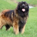 leonberger