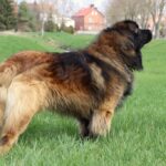 leonberger