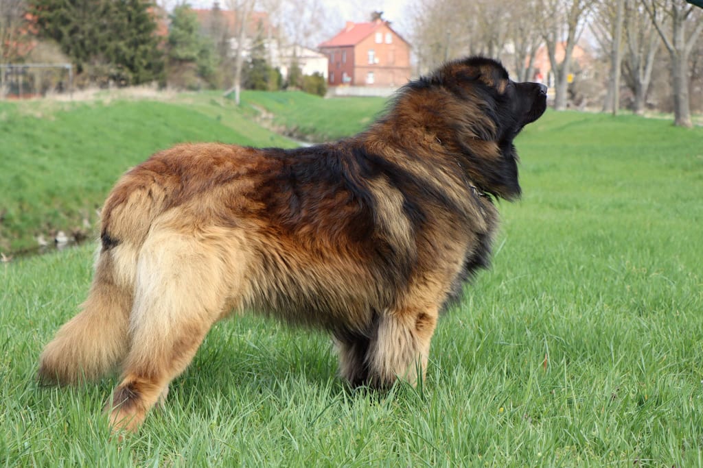 leonberger