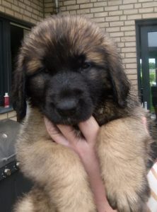 leonberger