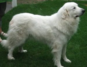 Pyreneese Berghond