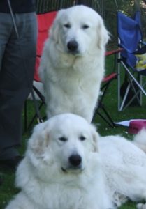 Pyreneese Berghond