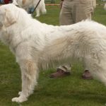 Pyreneese Berghond