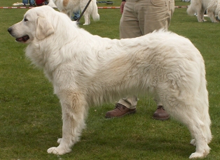 Pyreneese Berghond