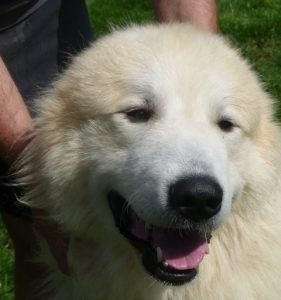 Pyreneese Berghond