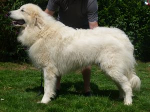 Pyreneese Berghond