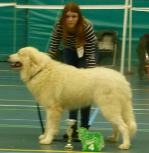 Pyreneese Berghond