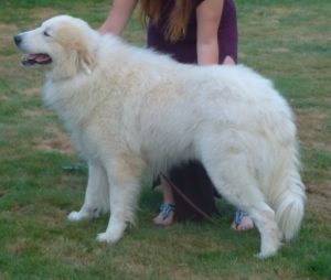 Pyreneese Berghond