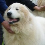 Pyreneese Berghond