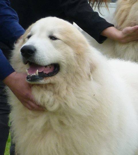 Pyreneese Berghond