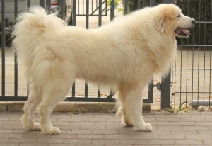 Pyreneese Berghond