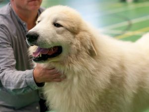 Pyreneese Berghond