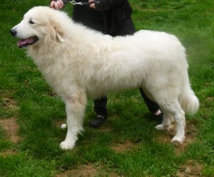 pyreneese berghond