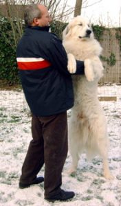 Pyreneese Berghond