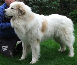 Pyreneese Berghond