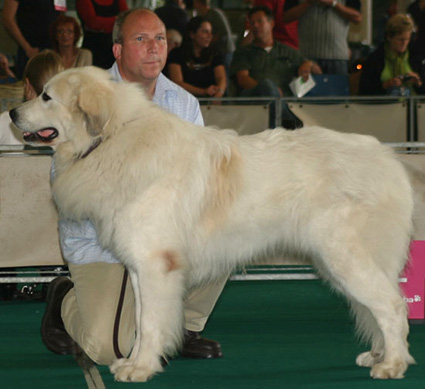 Pyreneese Berghond