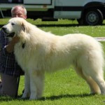 Pyreneese Berghond, Dukas du Neouvielle