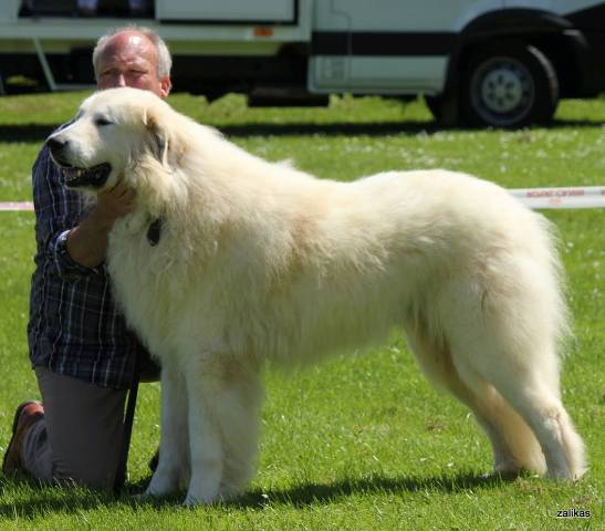 Pyreneese Berghond, Dukas du Neouvielle