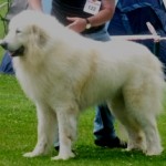 Pyreneese Berghond, Dukas du Neouvielle