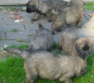 Leonberger