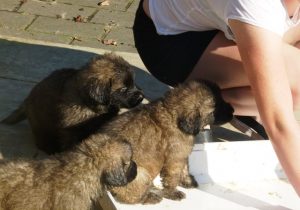 Leonberger