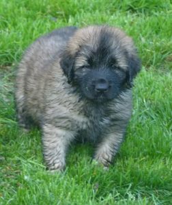 Leonberger