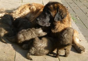 Leonberger