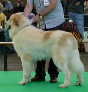 Pyreneese Berghond