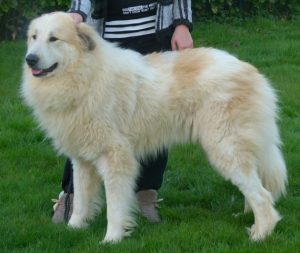 Pyreneese Berghond