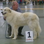 Pyreneese berghond pup