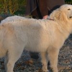 pyreneese berghond