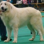 Pyreneese Berghond: Symfonie van Merode Ibert