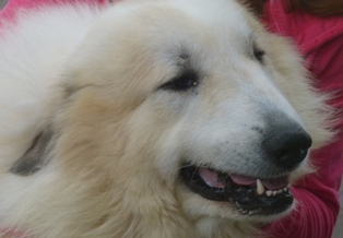 Pyreneese Berghond: Symfonie van Merode Ibert