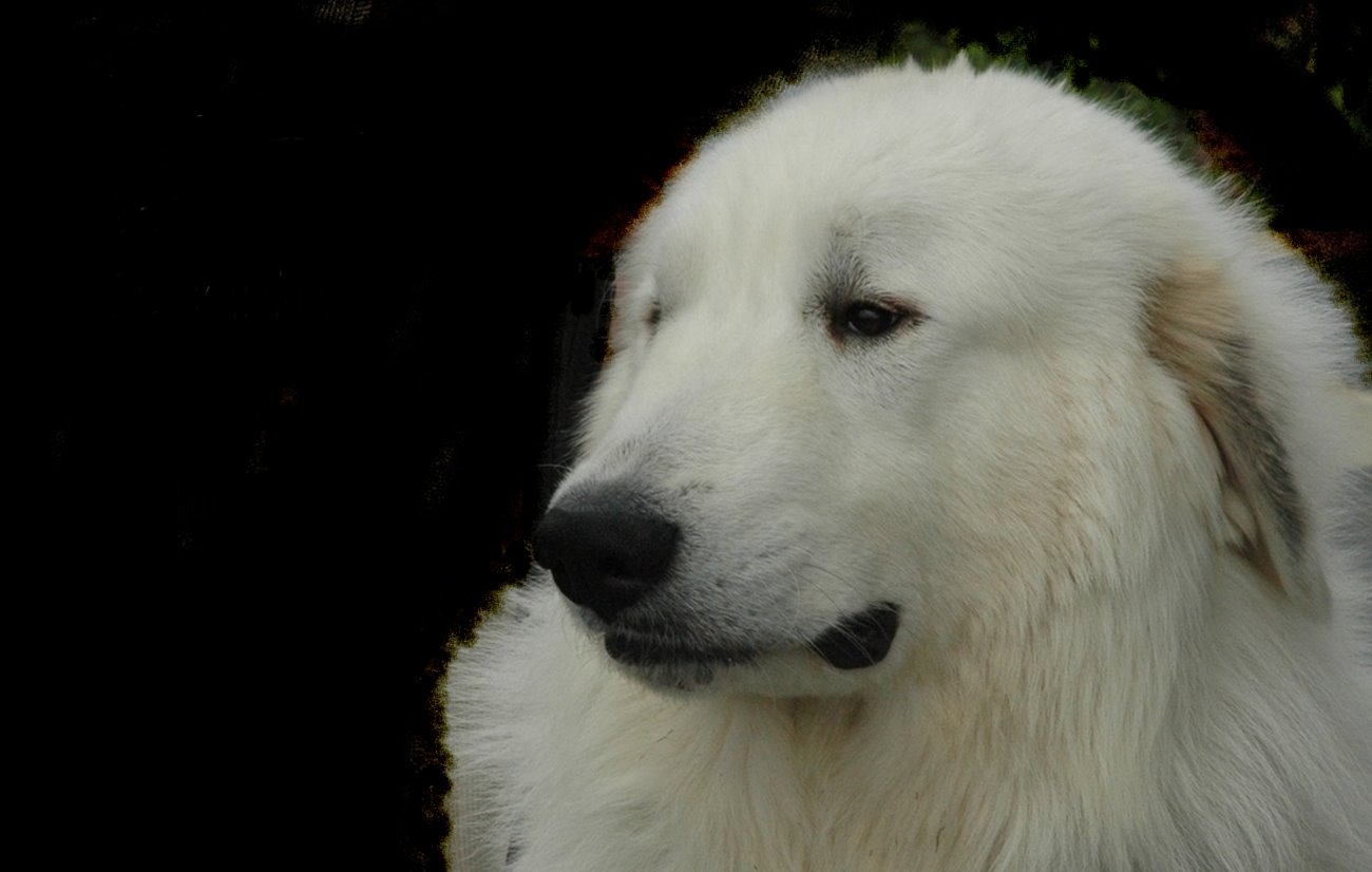 Pyreneese Berghond: Symfonie van Merode Isior