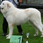 Pyreneese Berghond: Symfonie van Merode Isior