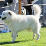 Pyreneese Berghond: Krescendo du Tuc de l'Adosse