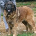 leonberger