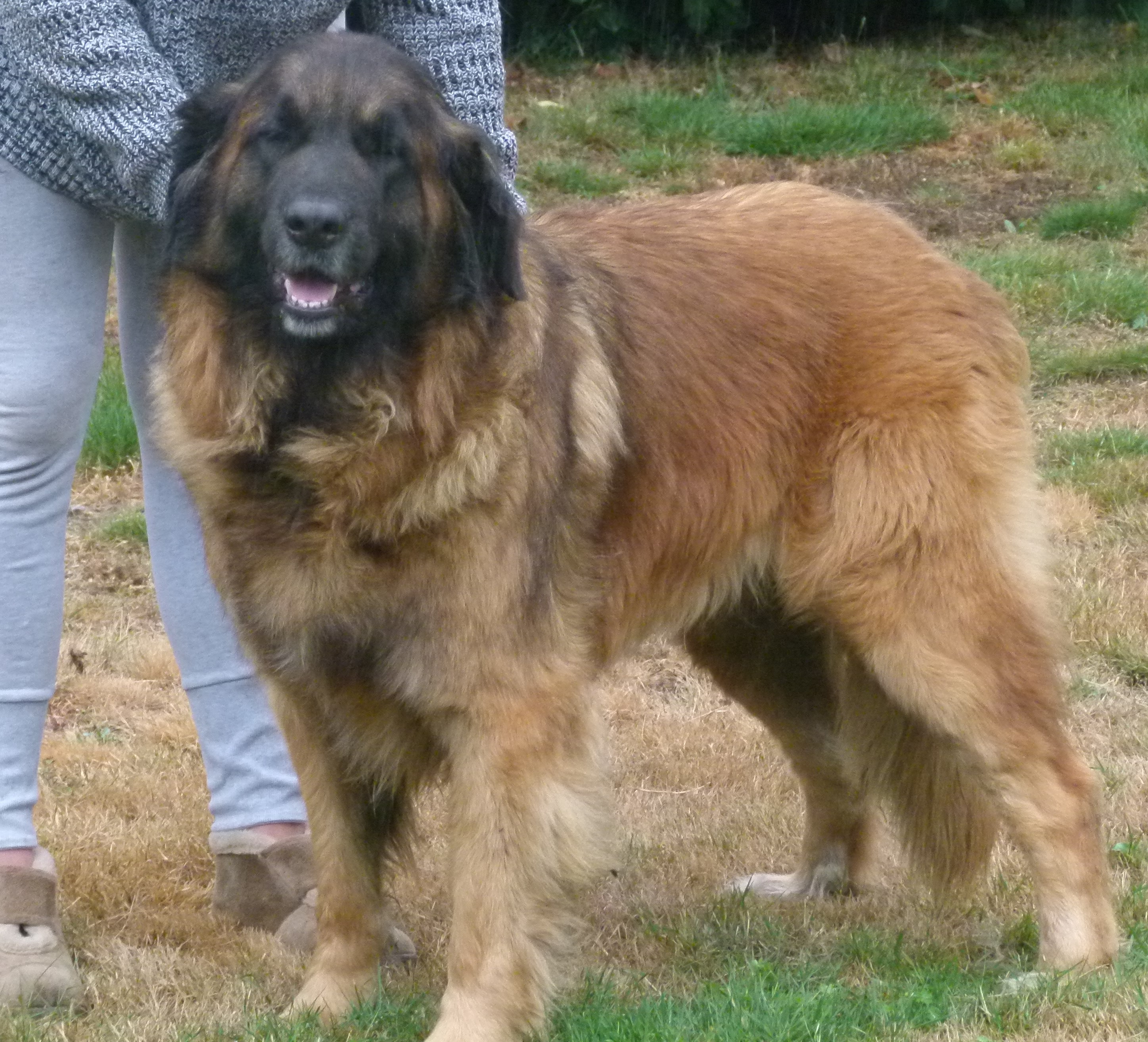 leonberger