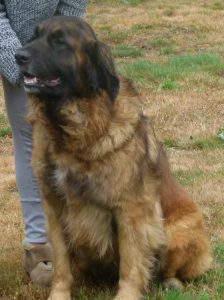 leonberger