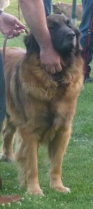 leonberger