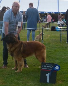 leonberger